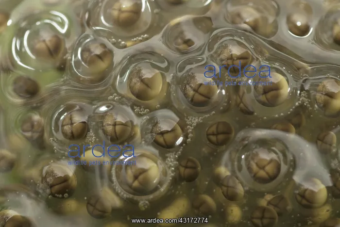 : Pickerel Frog Egg Mass : Pickerel Frog Egg Mass