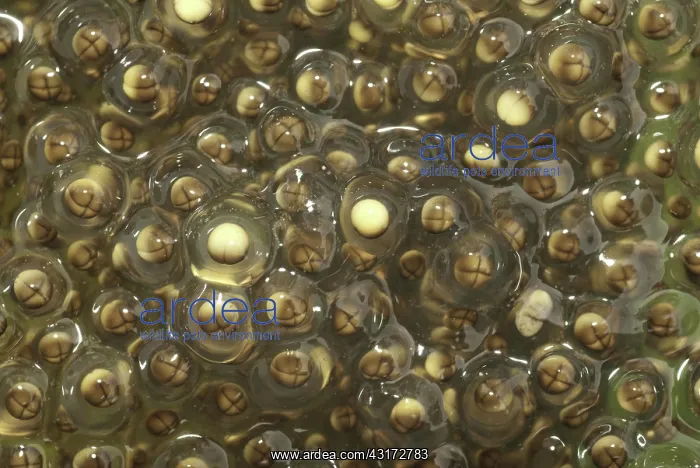 : Pickerel Frog Egg Mass : Pickerel Frog Egg Mass