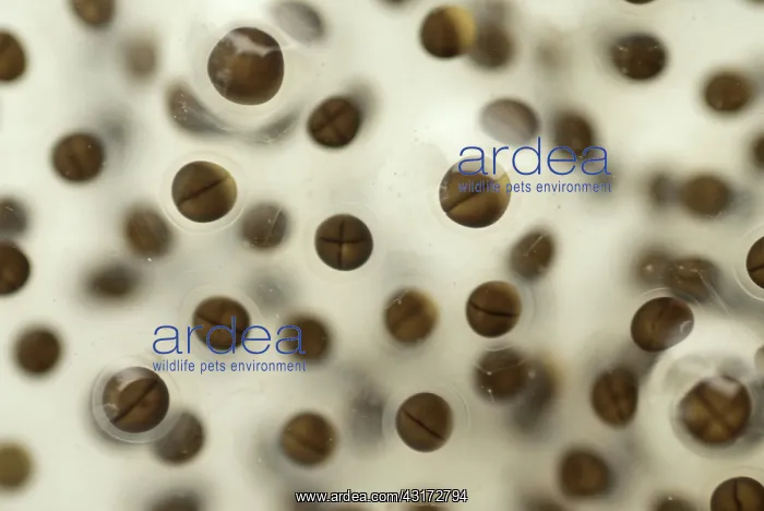 : Pickerel Frog Egg Mass : Pickerel Frog Egg Mass