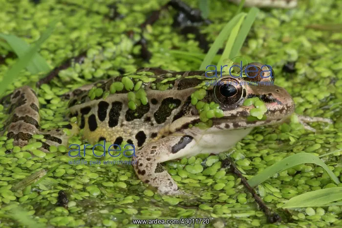 : Pickerel Frog (formerly Rana palustris) in pond : Pickerel Frog (formerly Rana palustris) in pond