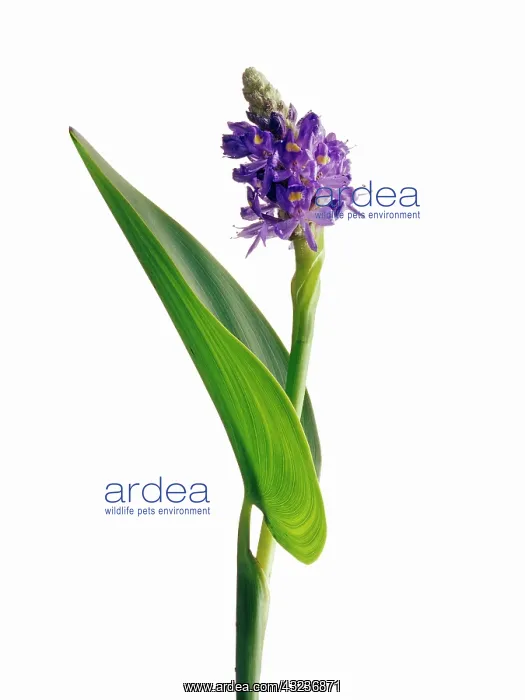 : Pickerelweed : Pickerelweed