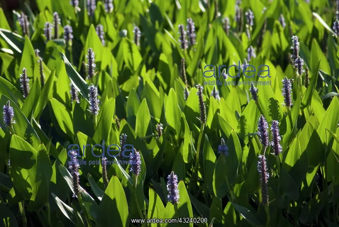 : Pickerelweed : Pickerelweed
