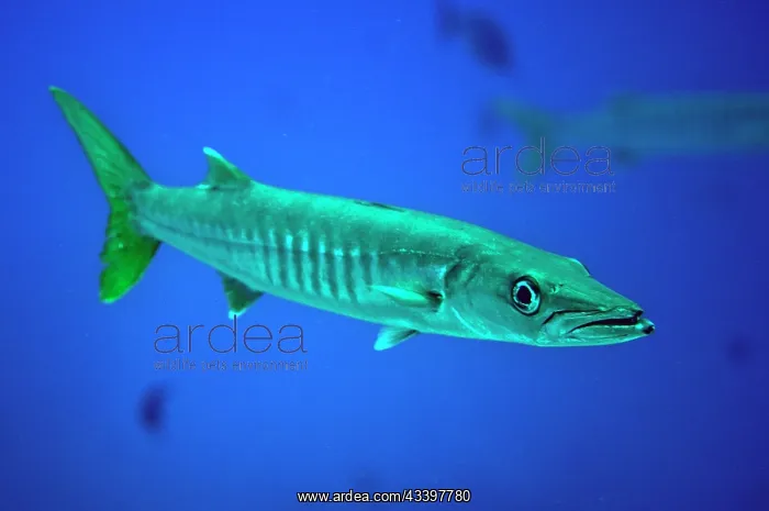 : Pickhandle Barracuda : Pickhandle Barracuda