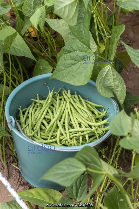 : Picking beans net dwarf mangetout Sans Fil, summer : Picking beans net dwarf mangetout Sans Fil, summer