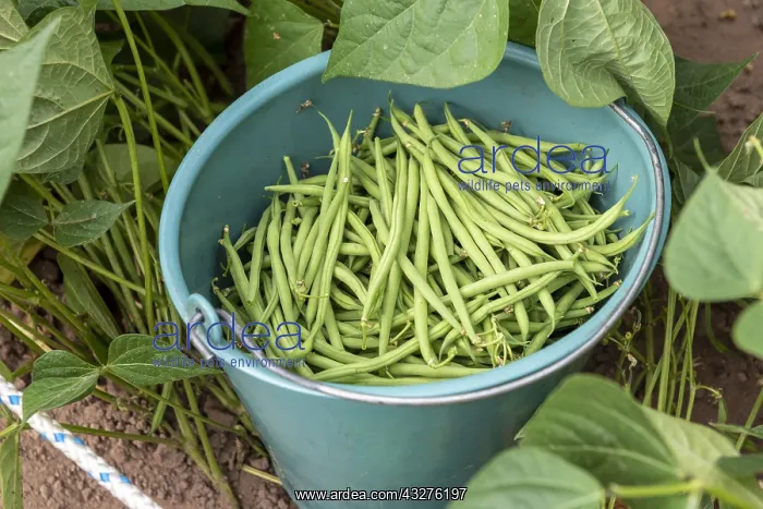 : Picking beans net dwarf mangetout Sans Fil, summer : Picking beans net dwarf mangetout Sans Fil, summer