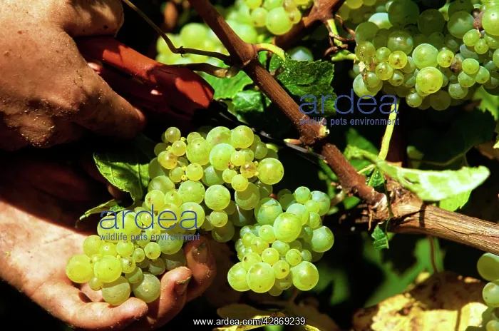 : Picking of chardonnay grapes Leeuwin Estate Winery : Picking of chardonnay grapes Leeuwin Estate Winery