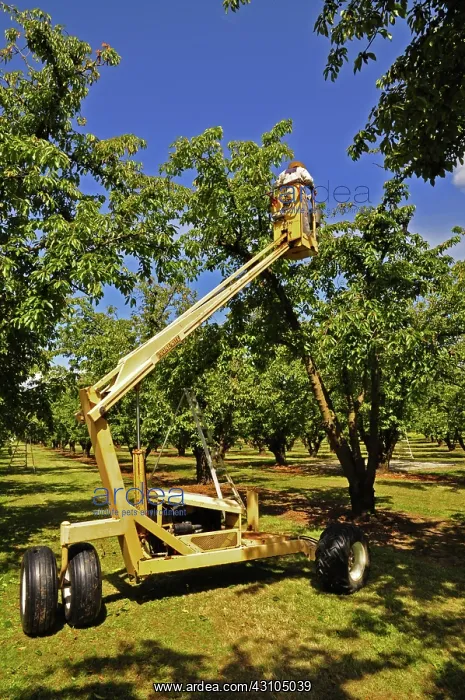 : Picking Cherries : Picking Cherries