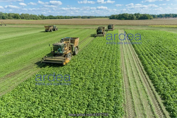 : Picking green beans during the green bean harvest : Picking green beans during the green bean harvest
