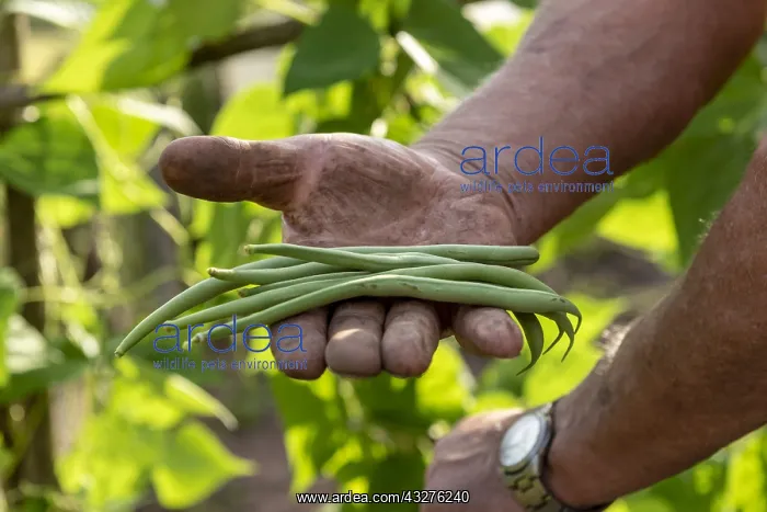 : Picking vesperal rag beans in a kitchen garden : Picking vesperal rag beans in a kitchen garden