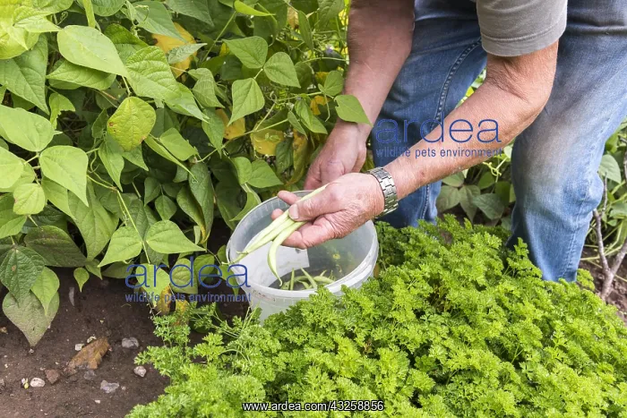 : Picking Vesperal Rowing Beans in a vegetable garden : Picking Vesperal Rowing Beans in a vegetable garden
