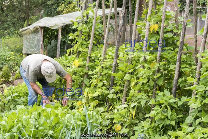 : Picking Vesperal Rowing Beans in a vegetable garden : Picking Vesperal Rowing Beans in a vegetable garden