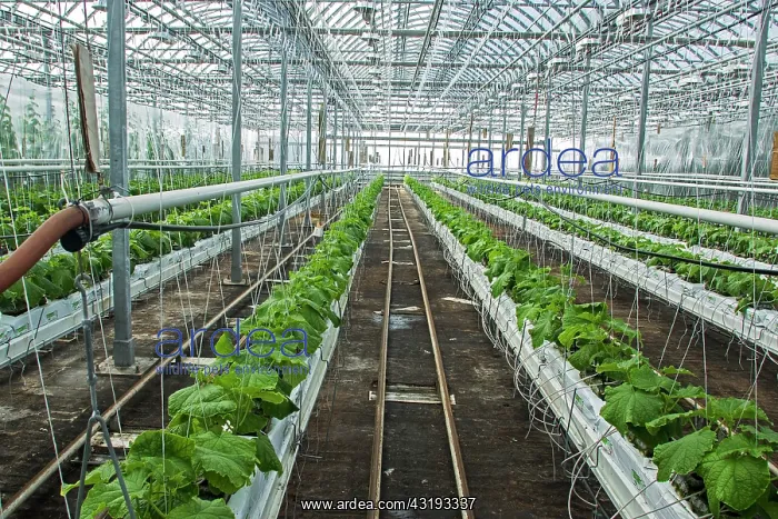 : Pickles culture in hydroponics room. Lufa Farms : Pickles culture in hydroponics room. Lufa Farms