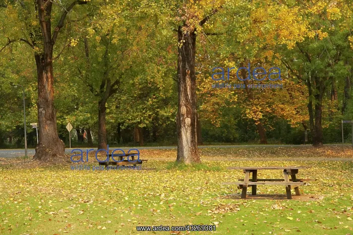: Picnic Area and Autumn Color, Mt Beauty : Picnic Area and Autumn Color, Mt Beauty