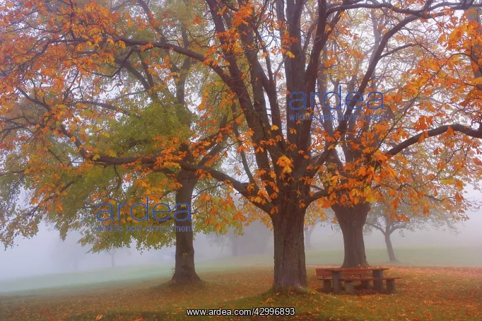 : Picnic Site - with Benches and Table in morning : Picnic Site - with Benches and Table in morning