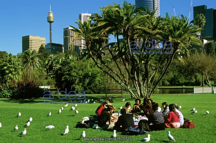  : Picnickers in Royal Botanic Gardens eyed by seagulls