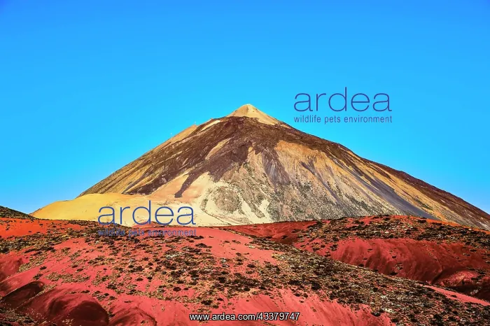 : Pico del Teide in the early morning, Teide National : Pico del Teide in the early morning, Teide National