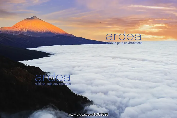 : Pico del Teide at sunrise over trade wind clouds : Pico del Teide at sunrise over trade wind clouds