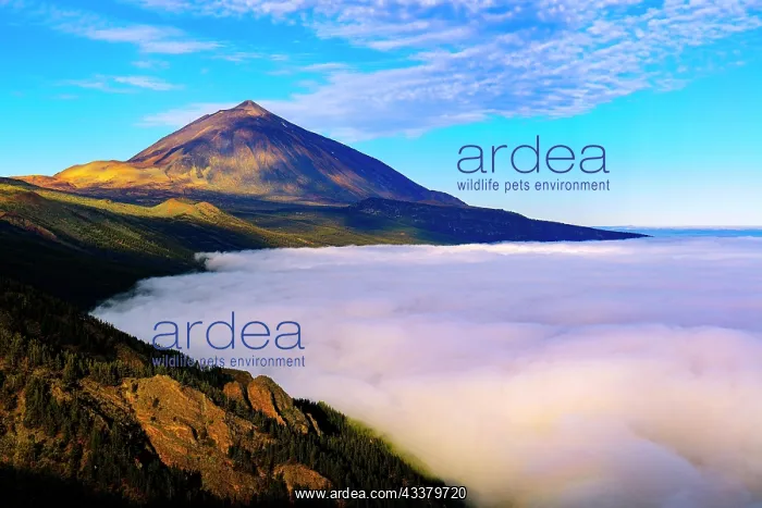 : Pico del Teide at sunrise over trade wind clouds : Pico del Teide at sunrise over trade wind clouds