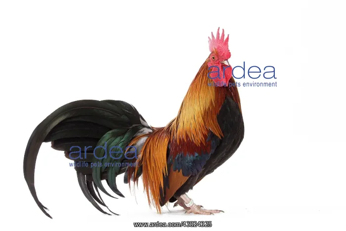  : Pictave Chicken Cockerel  /  Rooster