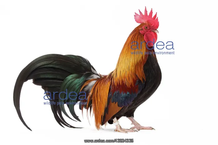  : Pictave Chicken Cockerel  /  Rooster
