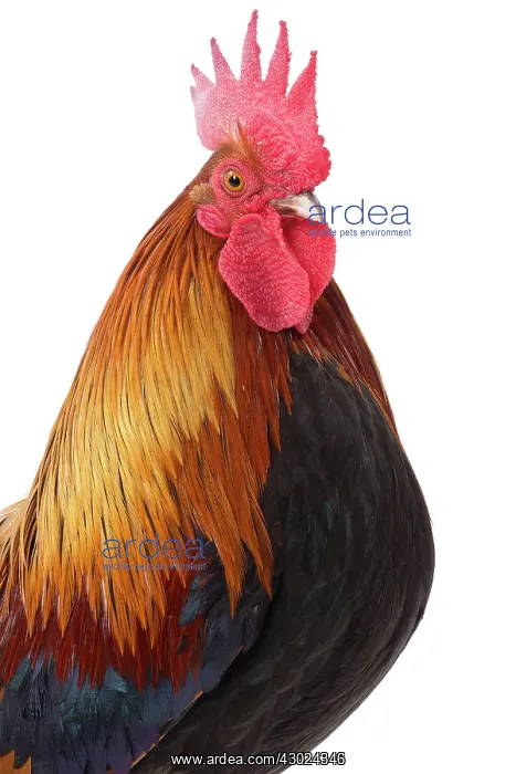  : Pictave Chicken Cockerel  /  Rooster