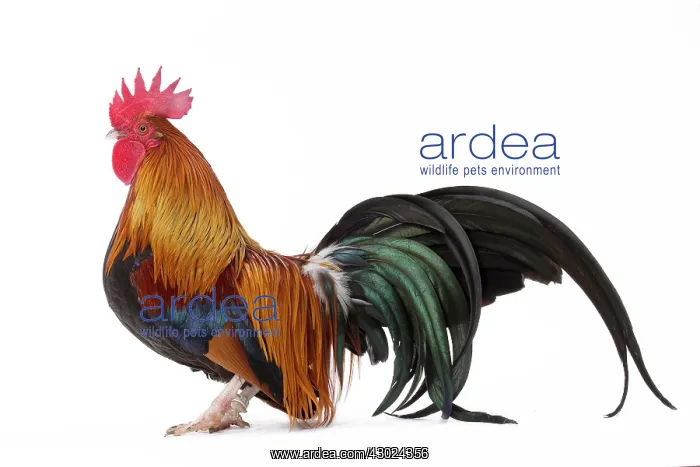  : Pictave Chicken Cockerel  /  Rooster