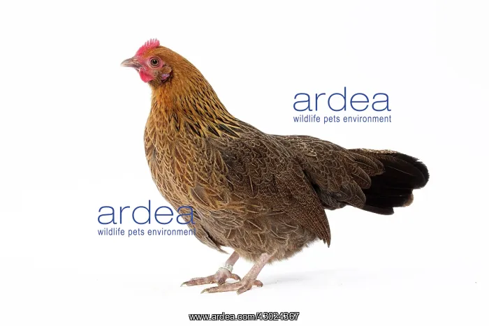  : Pictave Chicken hen