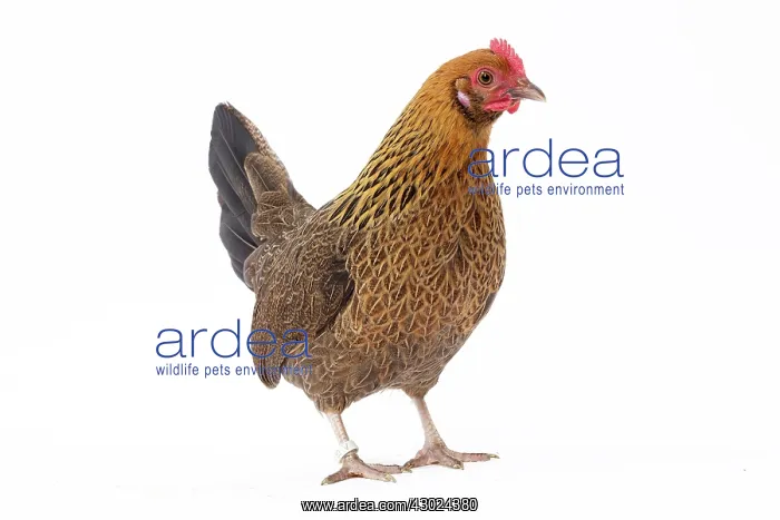  : Pictave Chicken hen