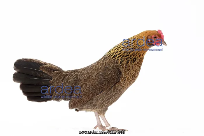  : Pictave Chicken hen