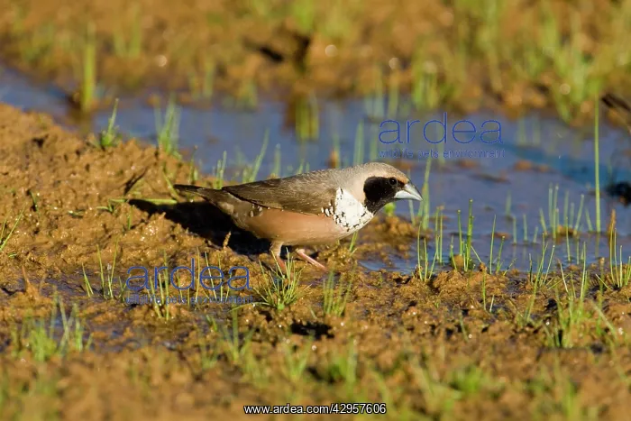 : Pictorella Mannikin : Pictorella Mannikin