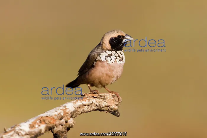 : Pictorella Mannikin : Pictorella Mannikin