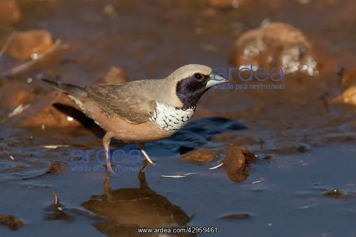 : Pictorella Mannikin : Pictorella Mannikin
