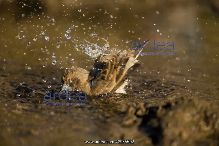 : Pictorella Mannikin - juvenile bathing : Pictorella Mannikin - juvenile bathing