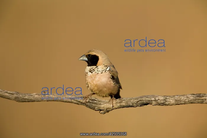 : Pictorella Mannikin - male : Pictorella Mannikin - male