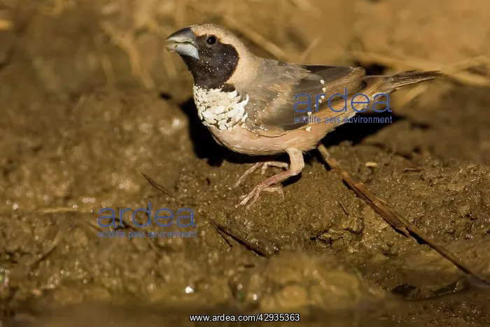 : Pictorella Mannikin - male drinking : Pictorella Mannikin - male drinking