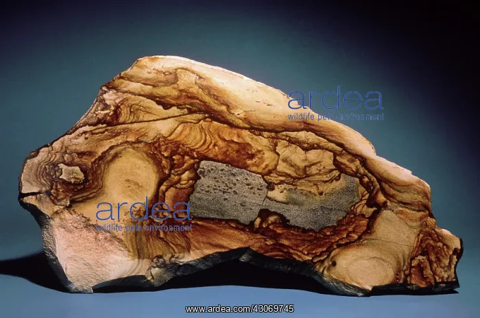 : Picture Jasper : Picture Jasper