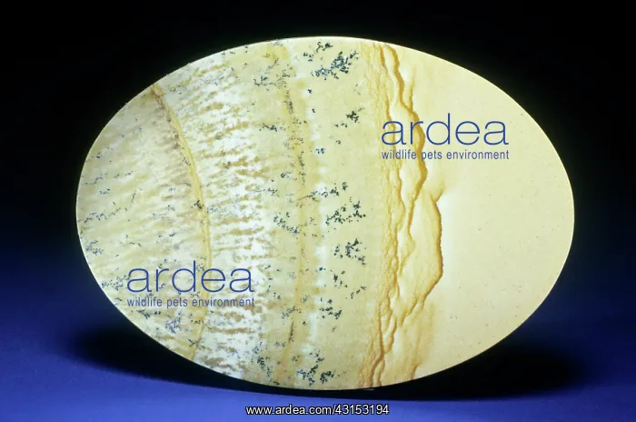  : Picture Jasper
