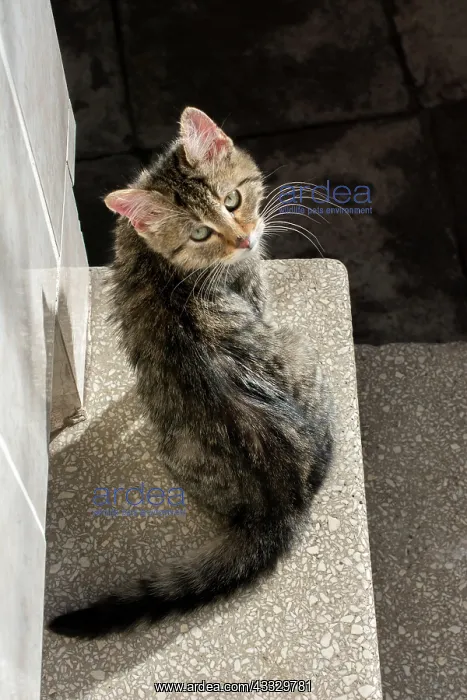 : Pictures of the Lovely cat as domestic animal in view : Pictures of the Lovely cat as domestic animal in view