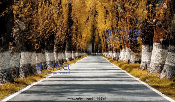 : A picturesque backcountry road lined with tall trees : A picturesque backcountry road lined with tall trees