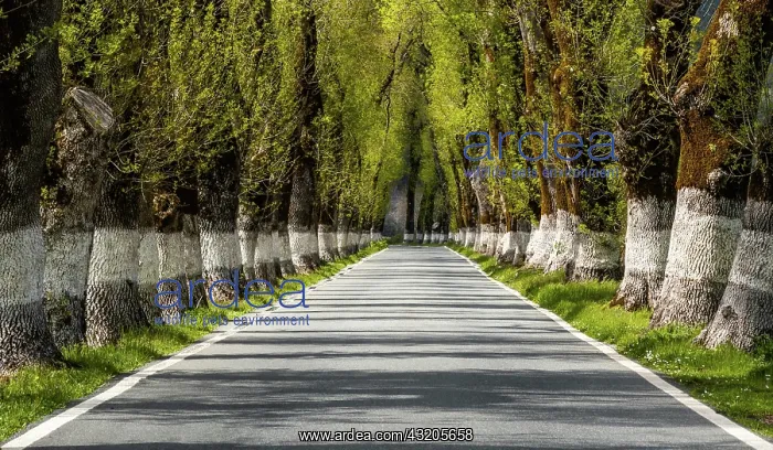 : A picturesque backcountry road lined with tall trees : A picturesque backcountry road lined with tall trees
