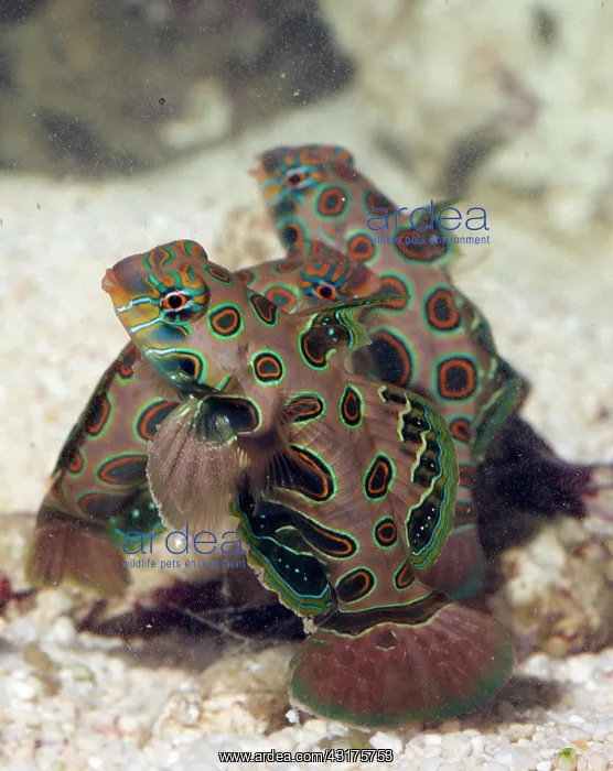 : Picturesque Dragonet : Picturesque Dragonet