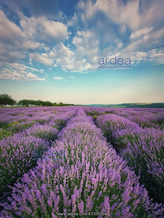 : Picturesque scene of blooming lavender (lavandula) : Picturesque scene of blooming lavender (lavandula)