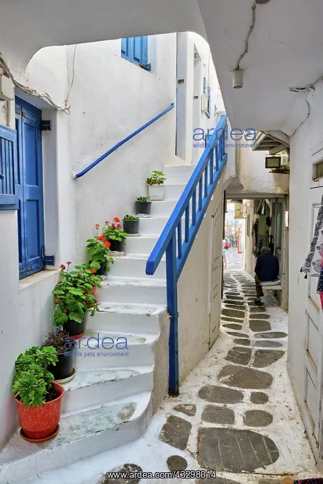 : Picturesque scenic narrow Greek streets with traditional : Picturesque scenic narrow Greek streets with traditional