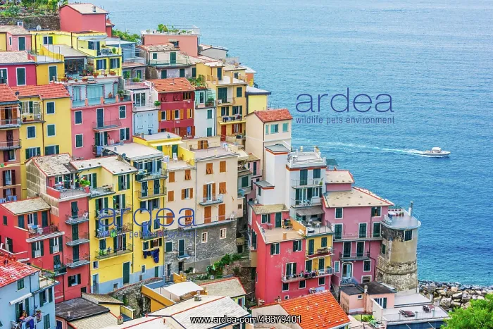 : Picturesque town of Manarola, in the province of : Picturesque town of Manarola, in the province of