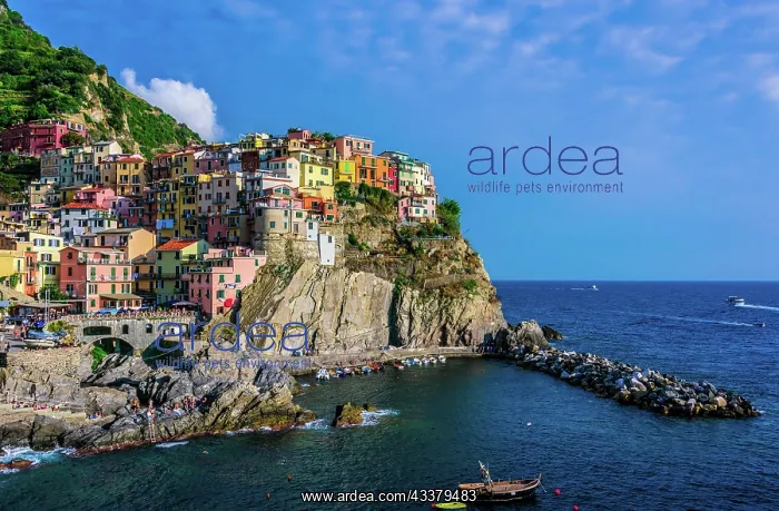 : Picturesque town of Manarola, in the province of : Picturesque town of Manarola, in the province of
