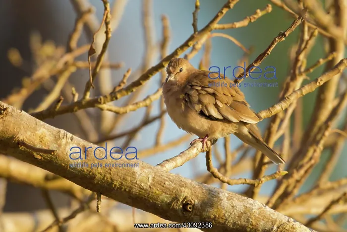 : Picui Ground Dove : Picui Ground Dove
