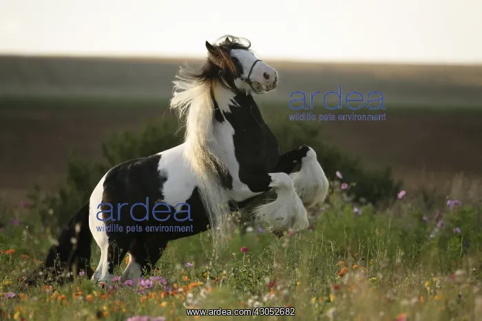 : Pie bai Irish cob stallion rearing up in flowered fallow : Pie bai Irish cob stallion rearing up in flowered fallow