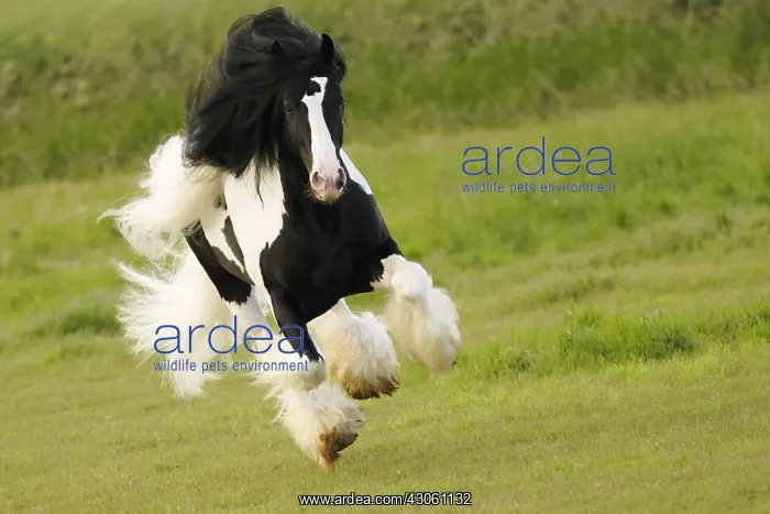 : Pie bai Irish cob stallion running : Pie bai Irish cob stallion running
