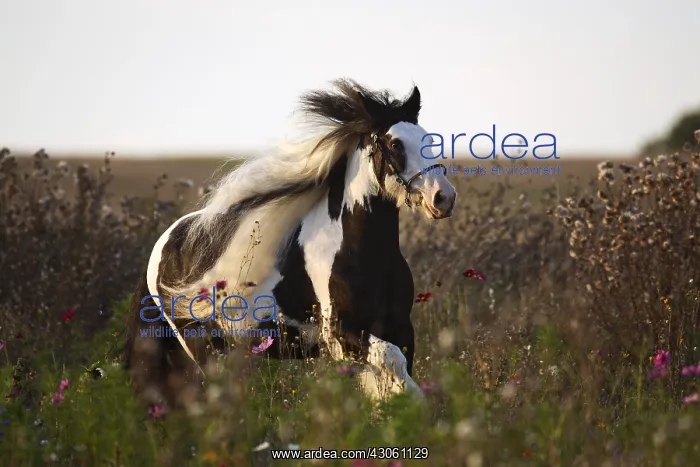 : Pie bai Irish cob stallion running in flowered fallow : Pie bai Irish cob stallion running in flowered fallow