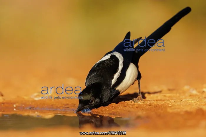 : PIE BAVARDE : PIE BAVARDE